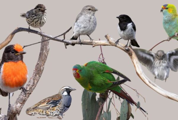 a branch showing a number of birds which are difficult to spot in real life